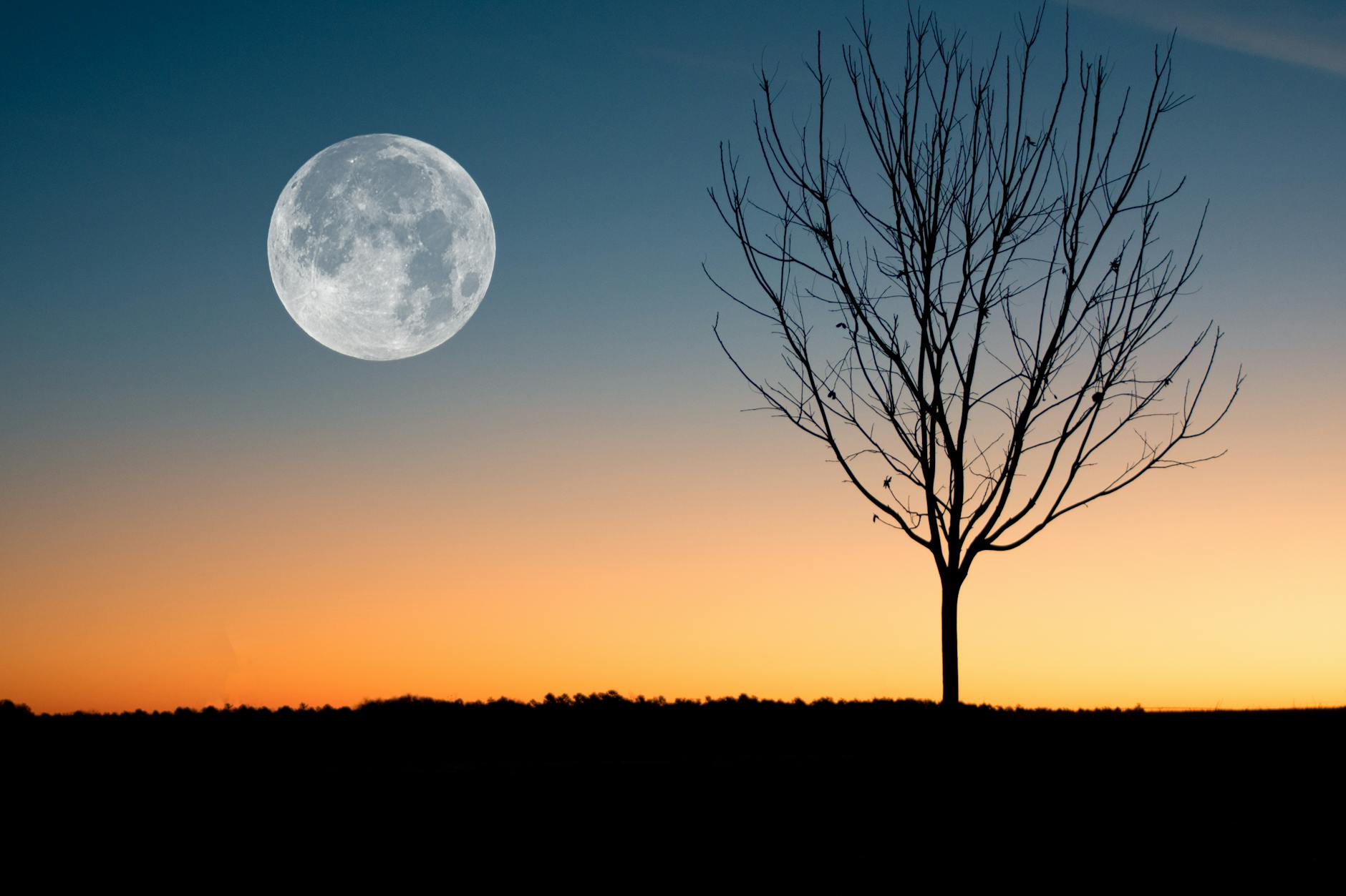 Full Moon rising at sunset beside the silhouette of a leafless tree, symbolizing letting go and seasonal transition.